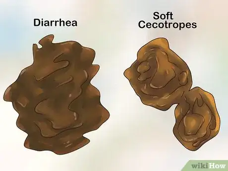 Imagem intitulada Treat Diarrhea in Rabbits Step 1