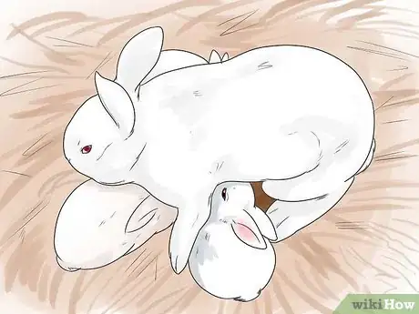Imagem intitulada Breed Rabbits Step 17
