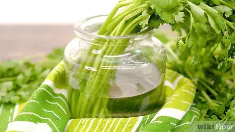 Imagem intitulada Store Cilantro Step 4