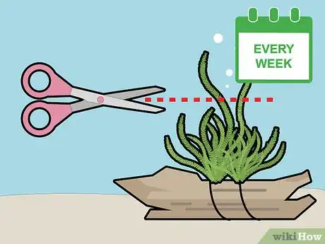 Imagem intitulada Grow Java Moss Step 10