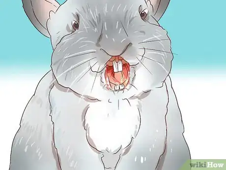 Imagem intitulada Deal with a Sick Rabbit Step 3