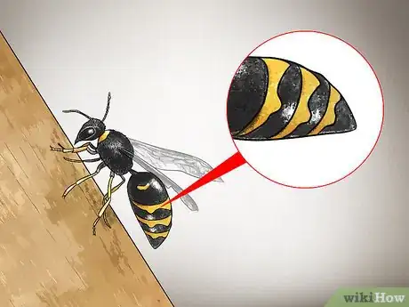 Imagem intitulada Identify Wasps Step 1