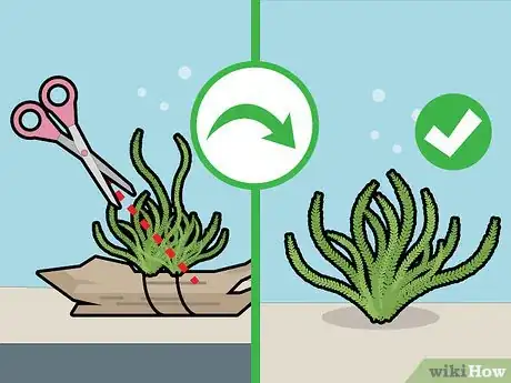 Imagem intitulada Grow Java Moss Step 13