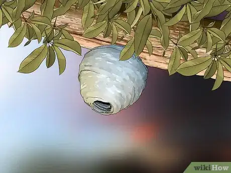 Imagem intitulada Identify Wasps Step 5