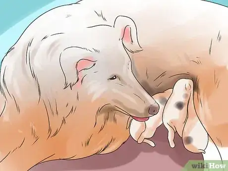 Imagem intitulada Stop Dogs from Eating Dog Poop Step 1
