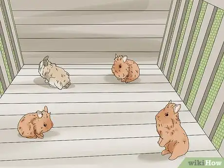 Imagem intitulada Care for Lionhead Rabbits Step 3