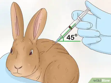 Imagem intitulada Treat Diarrhea in Rabbits Step 5