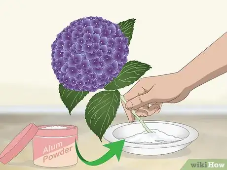 Imagem intitulada Keep Hydrangeas Alive Step 2