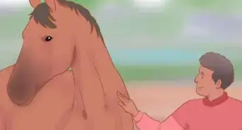 Entender Um Cavalo