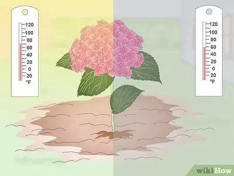 Imagem intitulada Keep Hydrangeas Alive Step 9