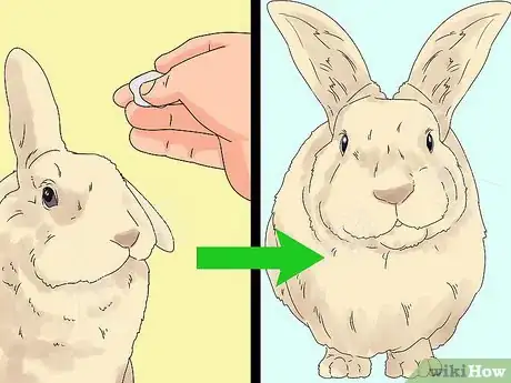 Imagem intitulada Train a Rabbit Step 11