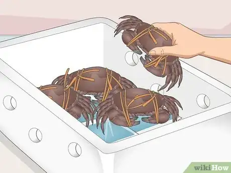 Imagem intitulada Transport Crabs Step 7