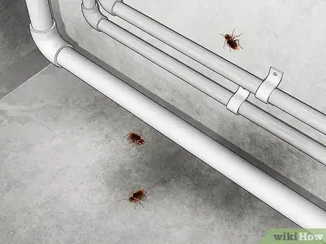 Imagem intitulada Identify a Cockroach Step 6