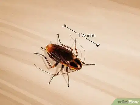 Imagem intitulada Identify a Cockroach Step 1