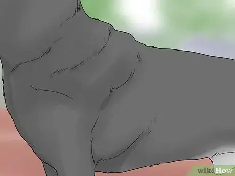 Imagem intitulada Identify a Rottweiler Step 10