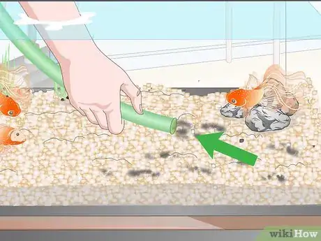Imagem intitulada Clean Fish Tank Rocks Step 10