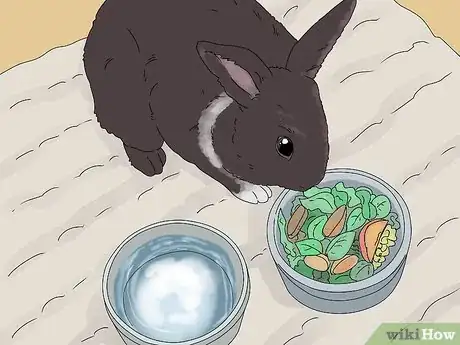 Imagem intitulada Care for a Rabbit Step 10