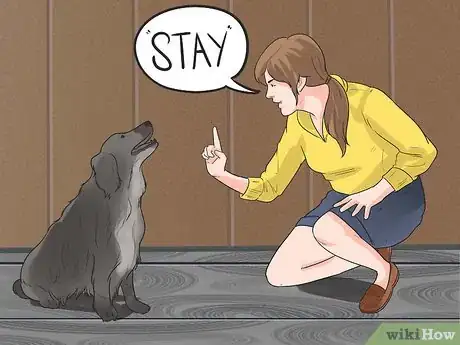 Imagem intitulada Train Border Collies Step 1