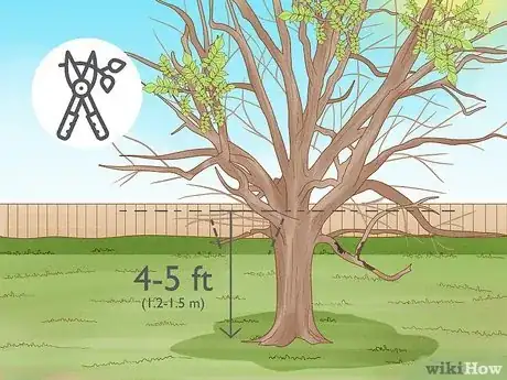 Imagem intitulada Prune Walnut Trees Step 8