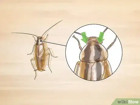 Imagem intitulada Identify a Cockroach Step 9