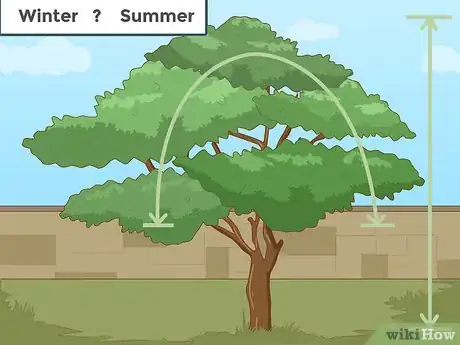 Imagem intitulada Prune a Tree Step 1
