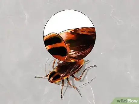 Imagem intitulada Identify a Cockroach Step 3