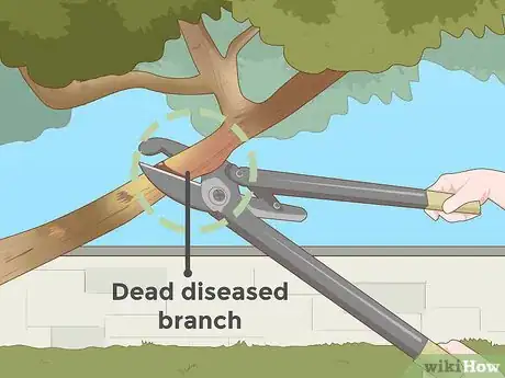 Imagem intitulada Prune a Tree Step 4