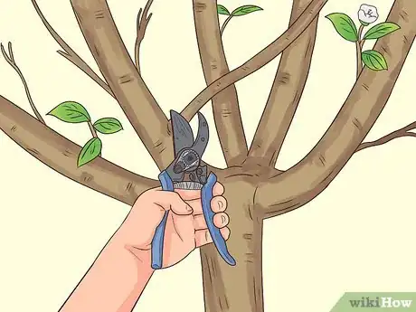 Imagem intitulada Prune a Pear Tree Step 11