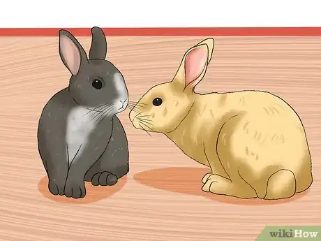Imagem intitulada Introduce Rabbits Step 1