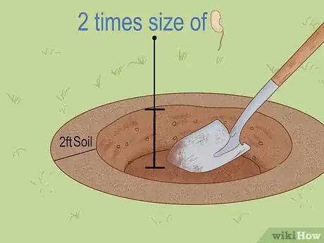 Imagem intitulada Grow a Mango Tree Step 11
