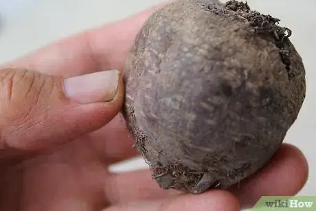 Imagem intitulada Store Raw Beets Step 2