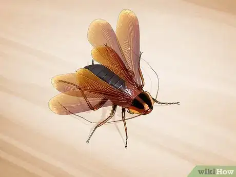 Imagem intitulada Identify a Cockroach Step 7