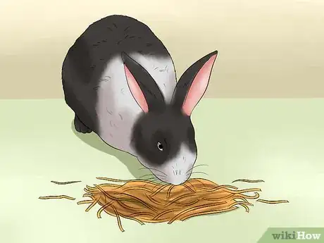 Imagem intitulada Feed a House Rabbit Step 1