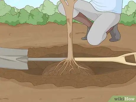 Imagem intitulada Replant a Tree Step 11