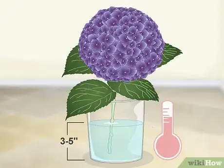 Imagem intitulada Keep Hydrangeas Alive Step 3