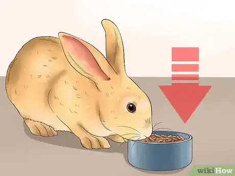 Imagem intitulada Feed a House Rabbit Step 7