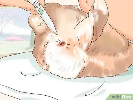 Imagem intitulada Deal with a Sick Rabbit Step 4