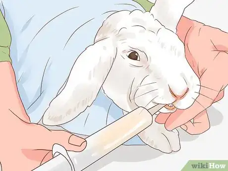 Imagem intitulada Deal with a Sick Rabbit Step 6