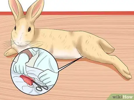 Imagem intitulada Introduce Rabbits Step 2