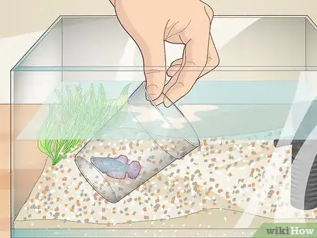 Imagem intitulada Clean a Betta Fish Tank Step 5