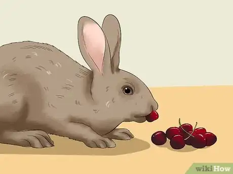 Imagem intitulada Feed a House Rabbit Step 9