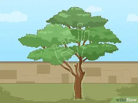 Imagem intitulada Prune a Tree Step 3
