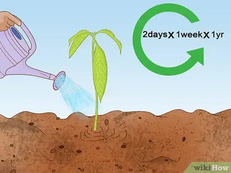 Imagem intitulada Grow a Mango Tree Step 14