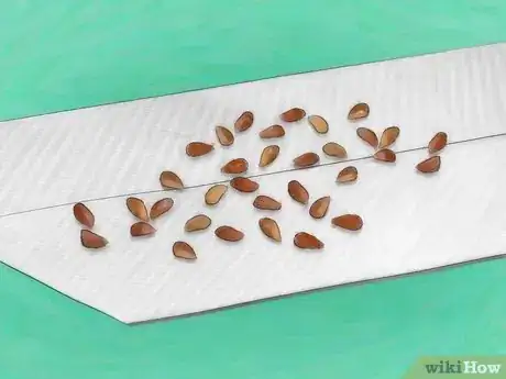 Imagem intitulada Grow Roses from Seed Step 6