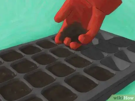 Imagem intitulada Grow Roses from Seed Step 9