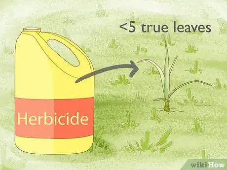 Imagem intitulada Get Rid of Nutgrass Step 15