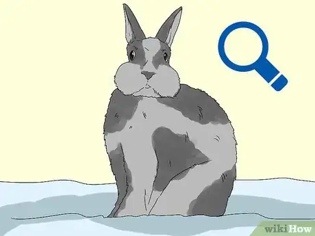 Imagem intitulada Train a Rabbit Step 18