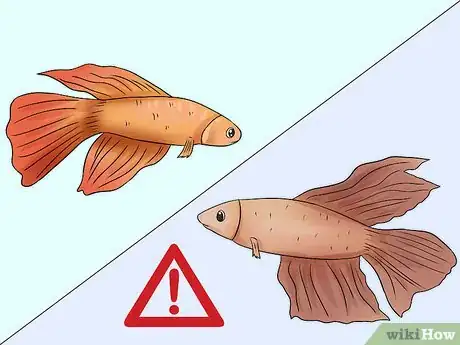 Imagem intitulada Tell How Old a Betta Fish Is Step 3