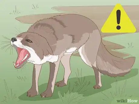 Imagem intitulada Catch a Fox Step 12