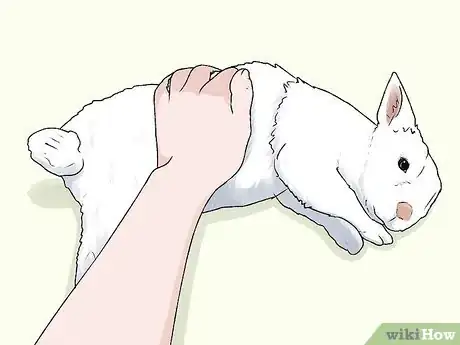 Imagem intitulada Keep a Rabbit in an Apartment Step 17